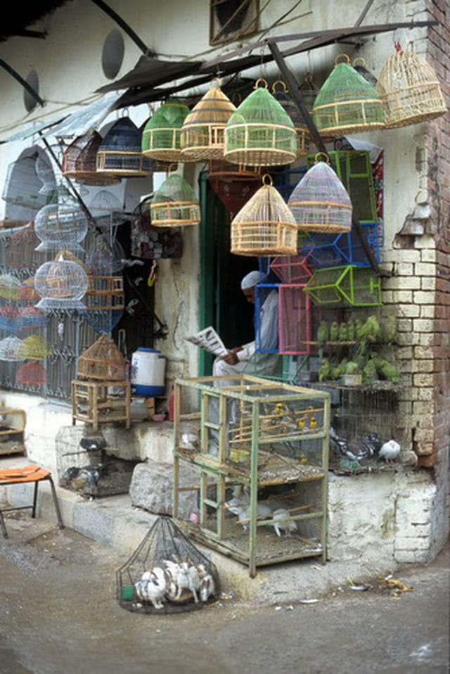 Vendeur d'oiseaux
