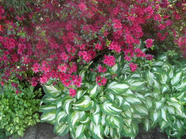 Vert et rouge