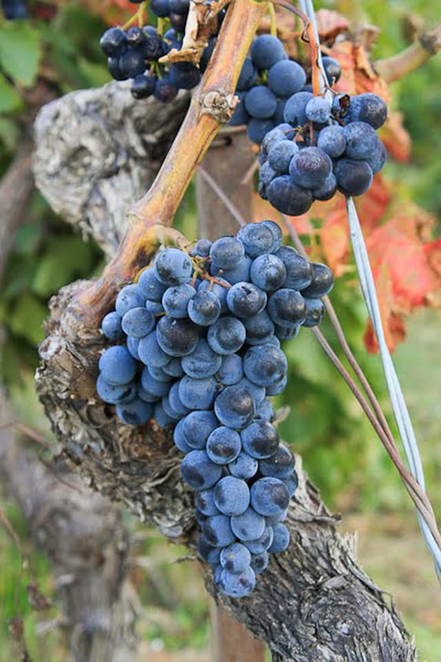 Vignes du Luberon