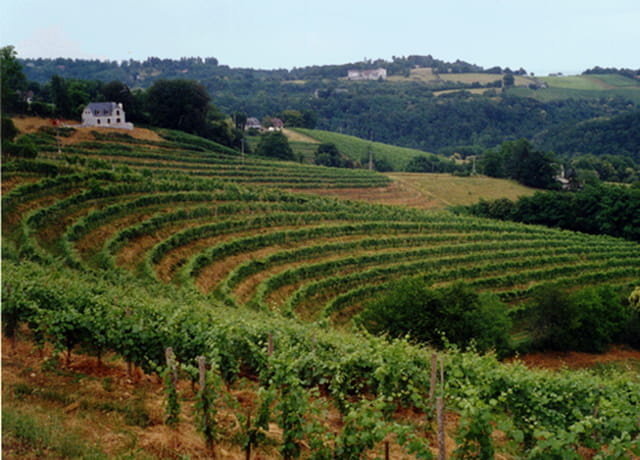 Vignoble en Jurançon