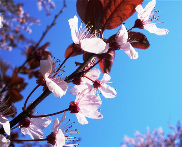 Vive le printemps