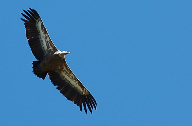 Vol du vautour fauve