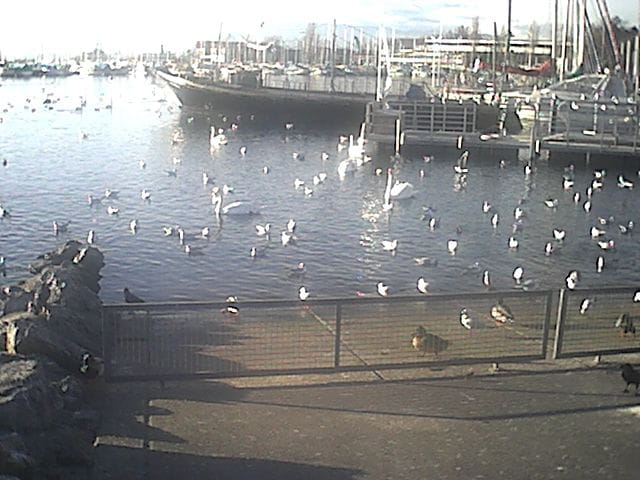 Y'a du monde au lac!