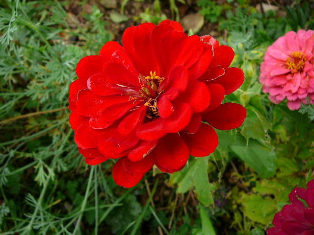 Zinnia rouge