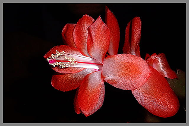 Zygocactus rouge