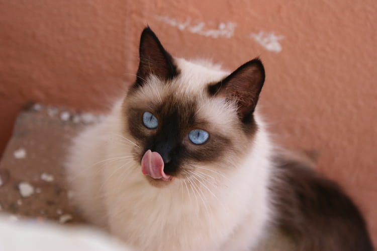 Chat maroc 24