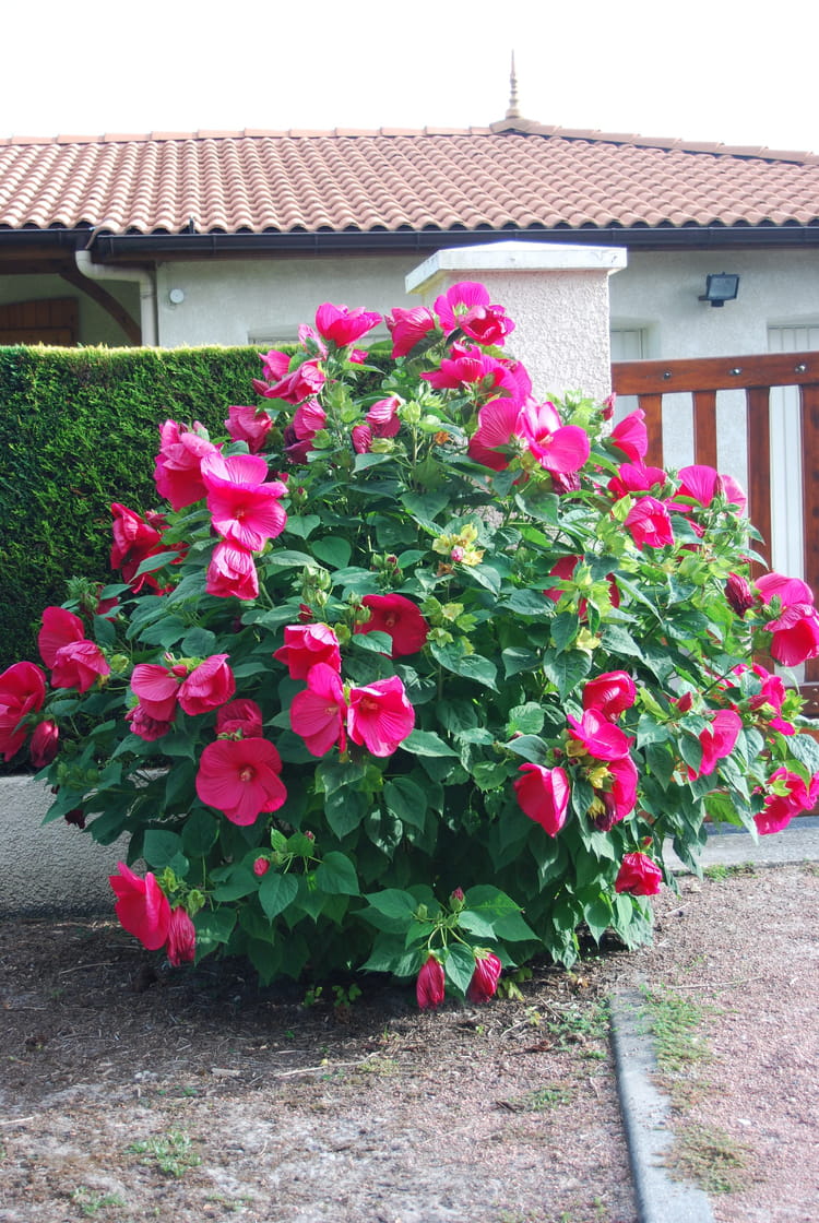 L'hibiscus de jardin par Genevieve LAPOUX sur L'Internaute