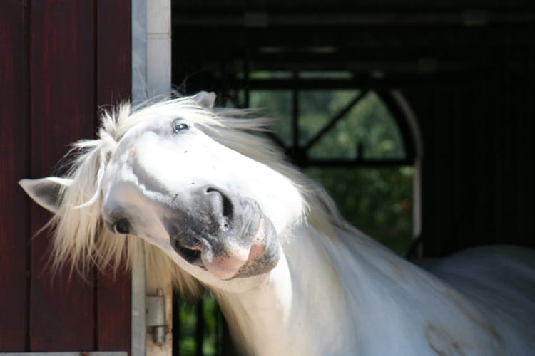 S ke G une Tête 2 vache folle ? Cheval fou Où Ai-Je La Tête ?