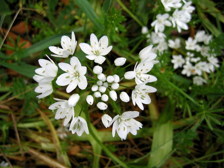 http://image-photos.linternaute.com/image_photo/750/9589959980/872680.jpg