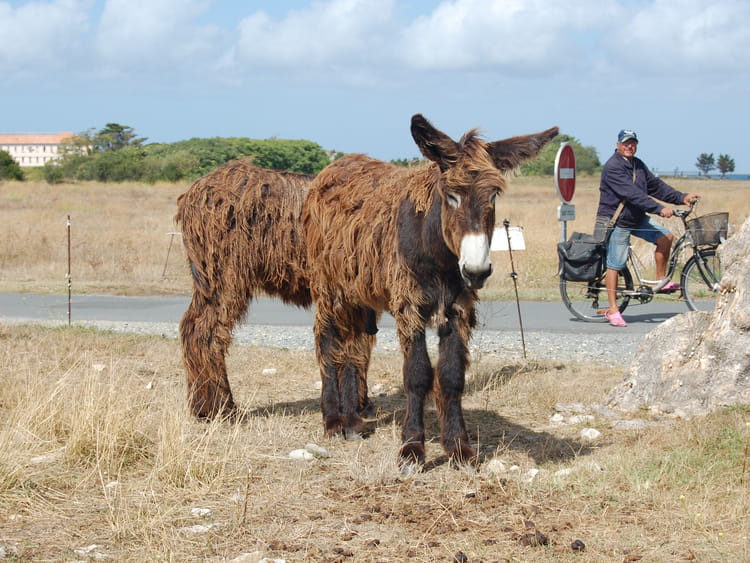 Ane De L Ile De Ré Ane de l'île de Ré par danielle dehaye sur L'Internaute
