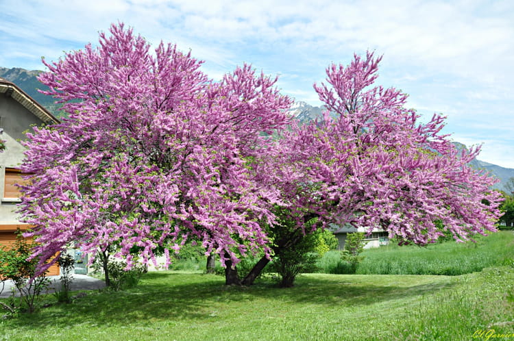 Le printemps est arrivé Arbre-de-judee-ou-gainier-1923408090-1661877