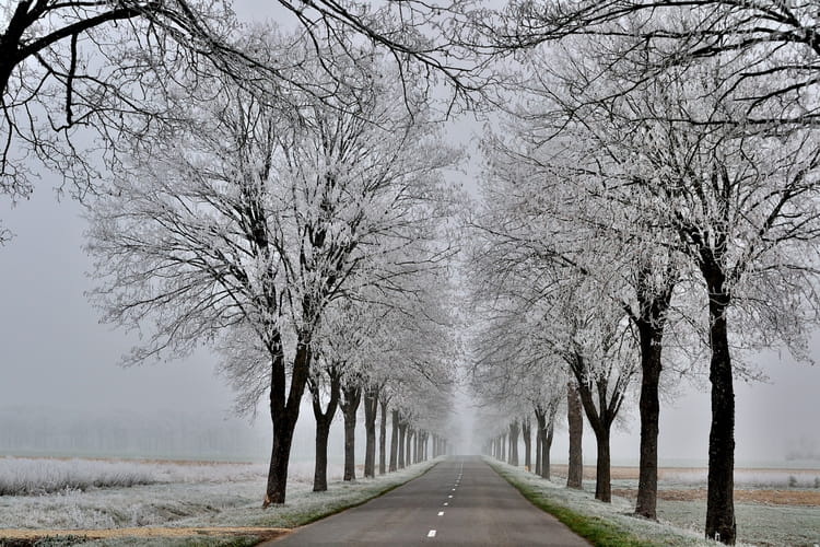 Quel temps fait -il chez vous ? - Page 87 Arbres-givres-1742933756-1592047