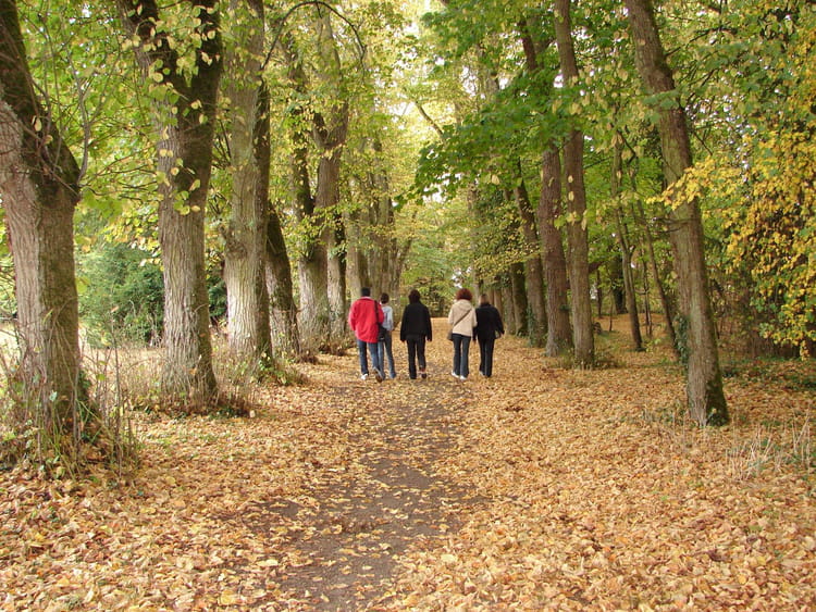 Ballad in foret with my aunt 10