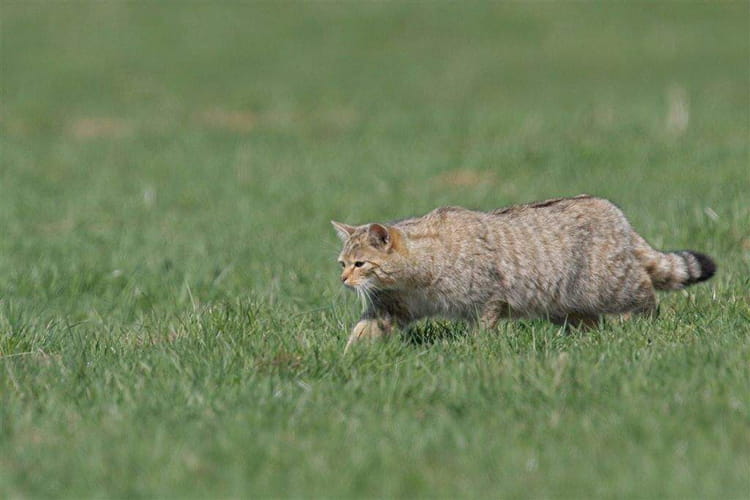 Chat yerres