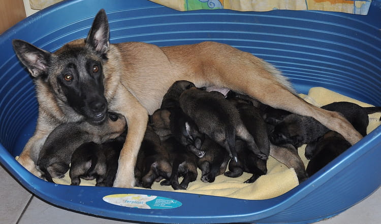Chiots malinois par aldo bertotti sur L'Internaute Chiots malinois par aldo bertotti sur L'Internaute