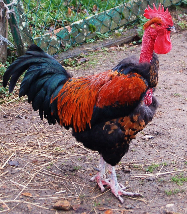 le coq nue ladyxena le coq nue ladyxena