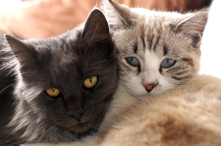Couple de chats