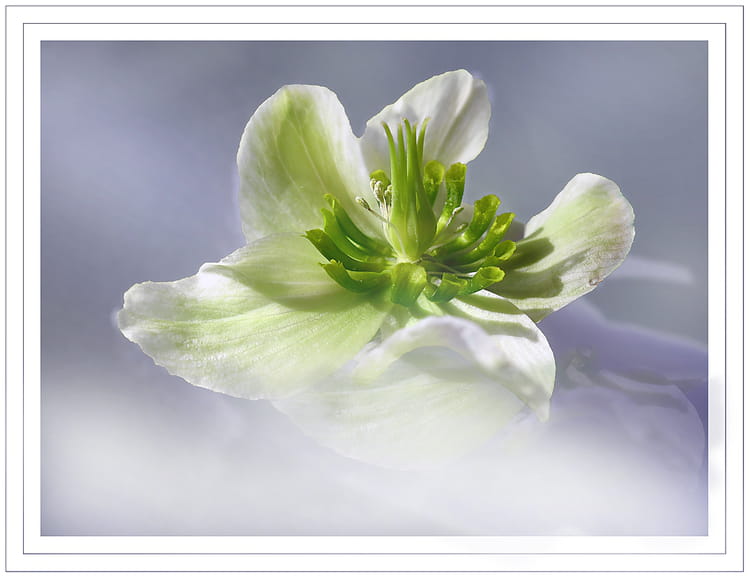 21+ Images Gratuites Fleurs D&#039;hiver Gif