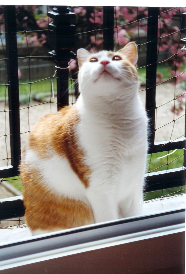 Je suis un chat très heureux par Thérèse BRAUN sur L Je suis un chat très heureux par Thérèse BRAUN sur L