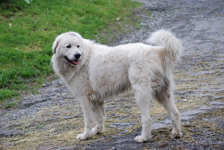Le Patou, chien des Pyrénées par Genevieve LAPOUX sur L Le Patou, chien des Pyrénées par Genevieve LAPOUX sur L