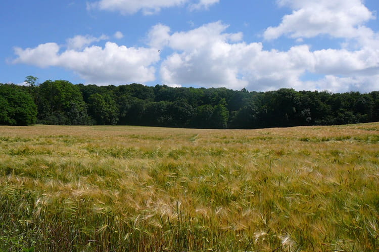 paysage-campagnard-d-un-dimanche-ensoleille-1718460704-1666175.jpg