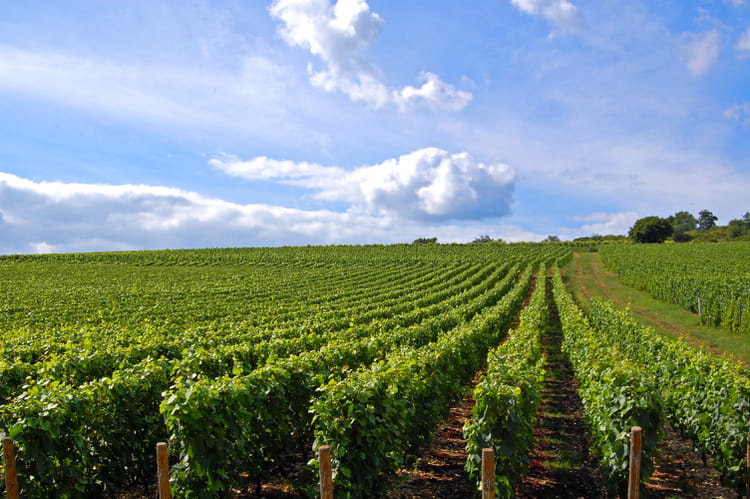colleges of agriculture