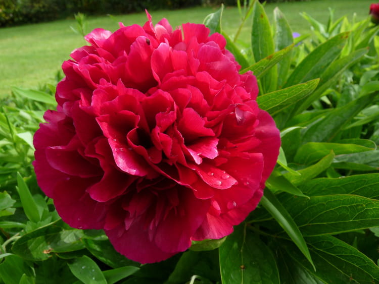 Pivoine rouge par Malou TROEL sur L Internaute