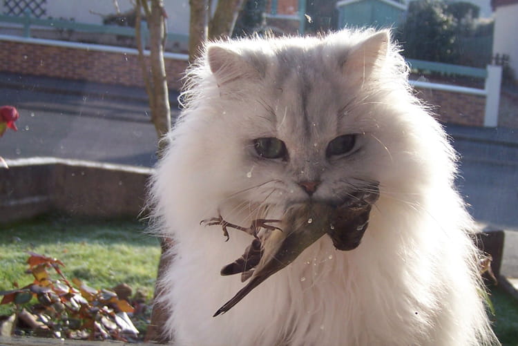quand-le-chat-mange-l-oiseau-2461358905-816492.jpg
