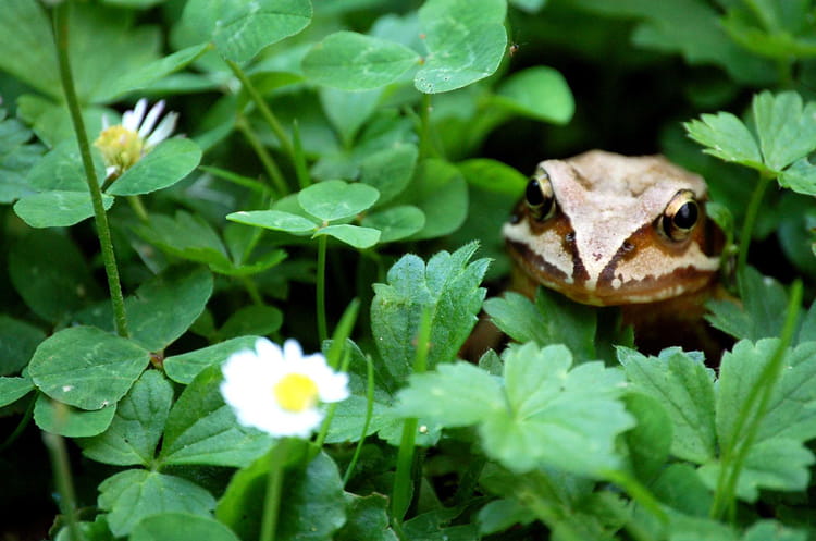 Rencontre nature image