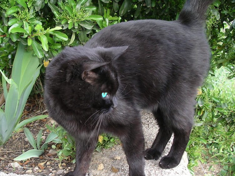 Quot Romeo Quot Chat Noir Aux Yeux Bleu Par Jean Charles Tirinnanzi